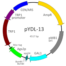 pYDL-13 map